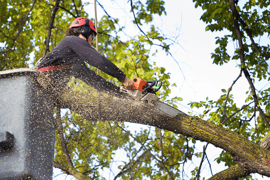Stonebridge team providing tree removal service in Frisco, TX)