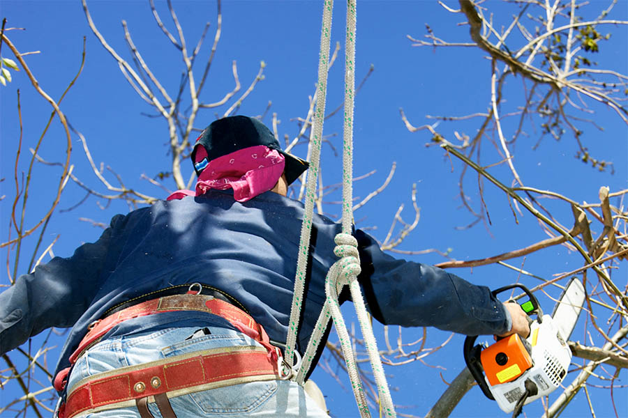 Team of Stonebridge is doing Tree Trimming in Frisco, TX