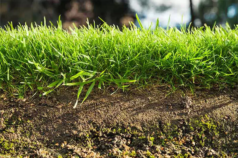 A view of green grass very closely