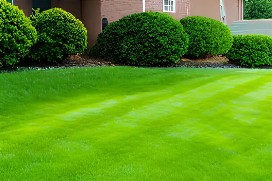 Cost-Effective Lawn Care Services in Prosper, TX: Find the Best Providers for Your Budget