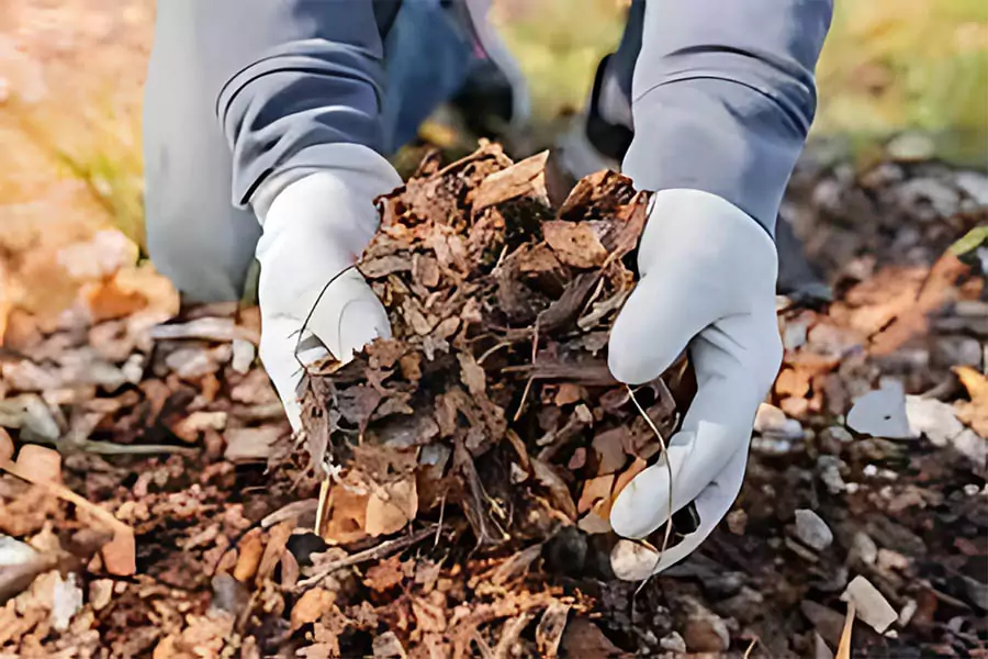 Gloved hands holding many dry leaves