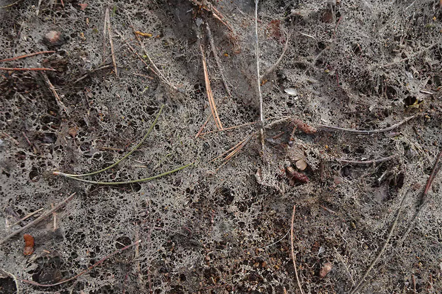 This image shows mold growth on decomposing leaves and organic matter, highlighting the importance of regular leaf cleanup for homeowners in The Colony, TX