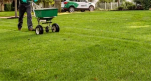 Lawn care professional spreading fertilizer on lush green grass, highlighting common fertilization practices and mistakes to avoid during spring in Plano, TX