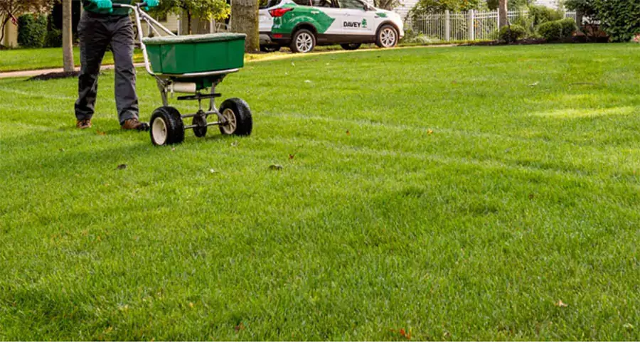 Lawn care professional spreading fertilizer on lush green grass, highlighting common fertilization practices and mistakes to avoid during spring in Plano, TX