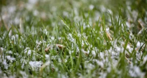 Close-up of grass covered in melting snow, highlighting seasonal landscape transition from winter to spring in McKinney.