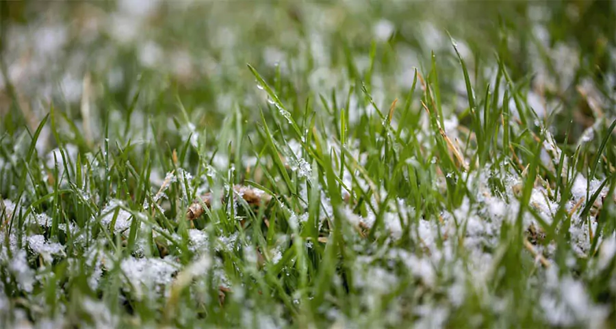 Close-up of grass covered in melting snow, highlighting seasonal landscape transition from winter to spring in McKinney.
