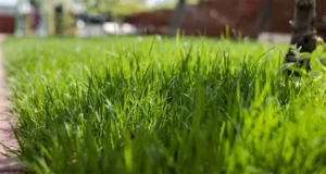 Lush green lawn in spring – preparing Carrollton lawns for winter-to-spring transition challenges