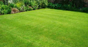 Healthy green lawn in Carrollton, TX maintained with preventative grub control and lawn care services