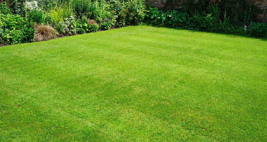 Healthy green lawn in Carrollton, TX maintained with preventative grub control and lawn care services