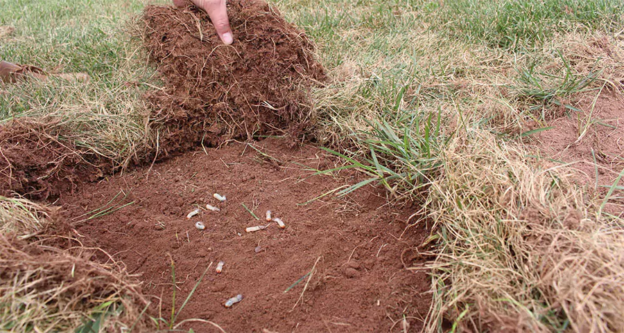Lawn damage caused by grubs revealed under turf in Carrollton, Texas during expert lawn care inspection and treatment"