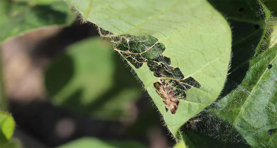 Close-up of a leaf damaged by defoliating insects, showing webbing and chew marks—common lawn pests in Prosper, TX that require expert lawn care solutions.