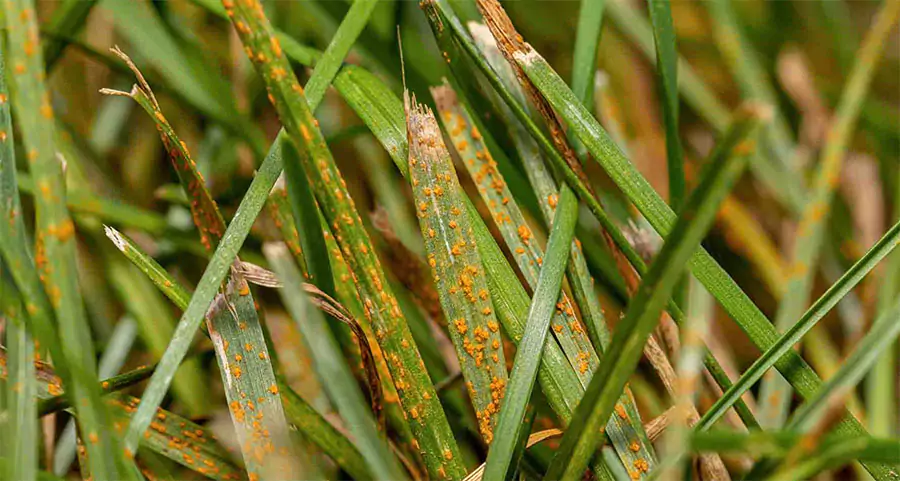 Close-up of grass showing orange fungal spots, indicating a lawn fungal infection, highlighting common issues in fall lawn care for homeowners in McKinney, TX