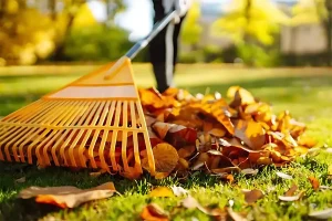 Raking fall leaves in McKinney TX lawn care cleanup to protect grass and prepare for winter landscaping