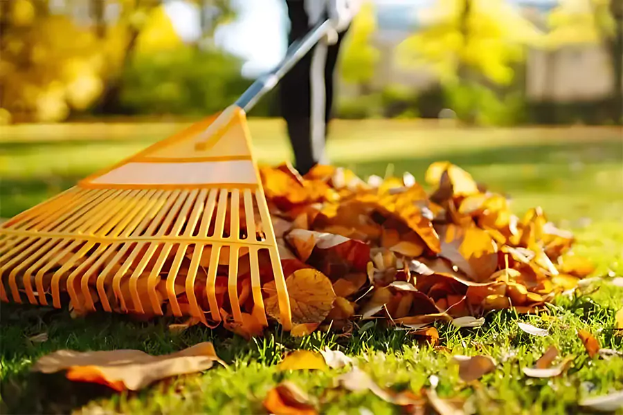 Raking fall leaves in McKinney TX lawn care cleanup to protect grass and prepare for winter landscaping