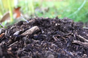 Close-up of nutrient-rich soil with mulch for winter shrub preparation in McKinney, TX lawn care