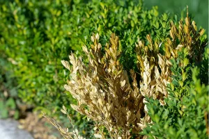 Shrub disease showing yellowing and dying leaves in a Carrollton, TX landscape — early signs of boxwood blight and fungal infection before lawn treatment.