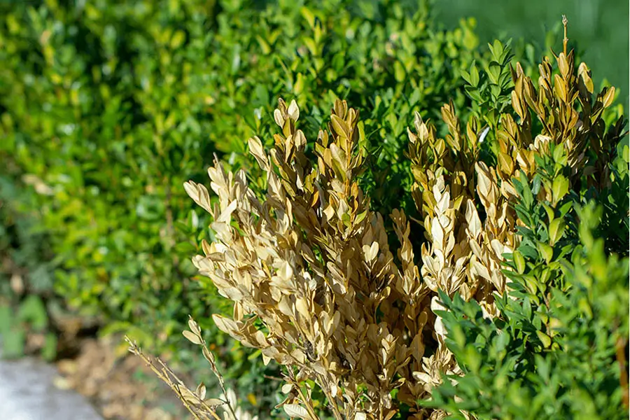 Shrub disease showing yellowing and dying leaves in a Carrollton, TX landscape — early signs of boxwood blight and fungal infection before lawn treatment.
