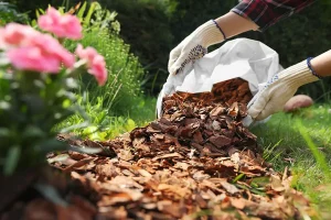 Person wearing gardening gloves spreading fresh mulch in a flower bed to refresh the landscape and improve lawn health in Prosper, TX.