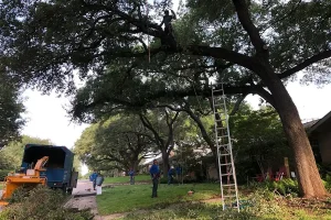 Professional tree trimming crew safely pruning large oak trees in McKinney, TX