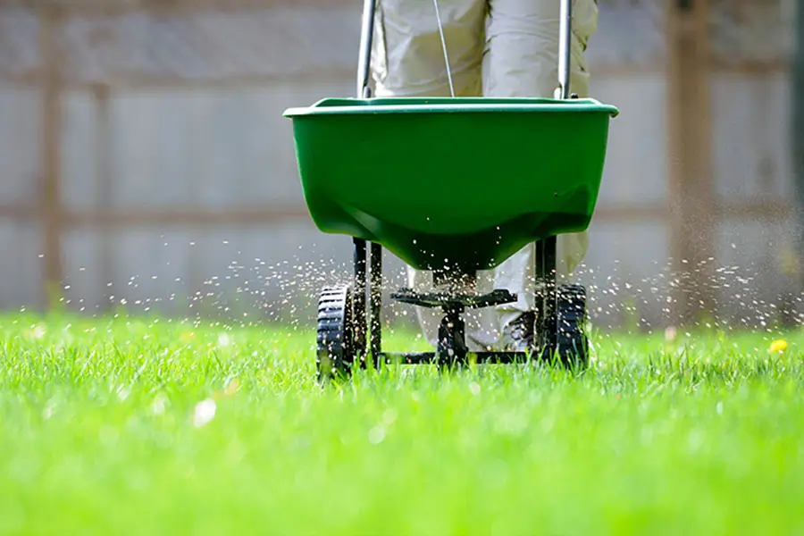 Lawn fertilization service using spreader to apply fertilizer on healthy green grass in Prosper, TX