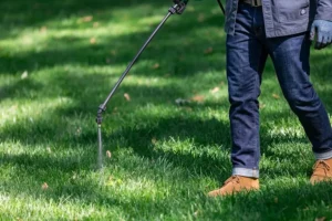 Lawn care professional applying pre-emergent weed control treatment on green grass lawn in Prosper TX to prevent weeds and promote healthy turf growth
