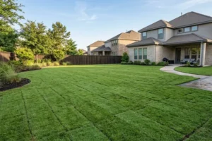 Freshly installed sod lawn in a modern Prosper, TX backyard with healthy green grass, clean landscape edging, and professional residential lawn installation design