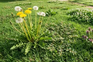 Broadleaf weeds including dandelions, clover, and creeping weeds spreading across a residential lawn in Frisco, TX, showing common turfgrass weed problems and lawn care issues