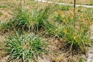 Aggressive summer weeds, including nutsedge, spreading through a stressed lawn in McKinney, TX, where heat, drought, and weak turf create ideal growing conditions.