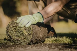 Fresh sod installation in North Texas with newly laid grass rolls being placed for healthy lawn establishment