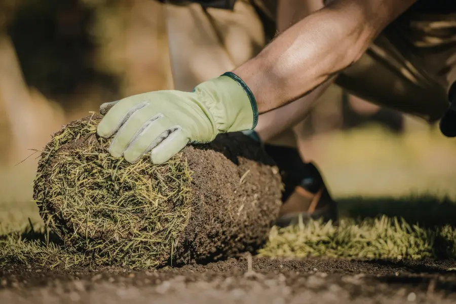 Fresh sod installation in North Texas with newly laid grass rolls being placed for healthy lawn establishment