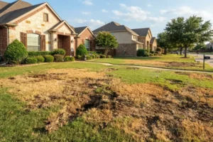 A residential lawn in McKinney, TX, with large brown patches, damaged turf, and exposed soil, illustrating severe grub damage caused by pests feeding on grass roots in a suburban neighborhood.