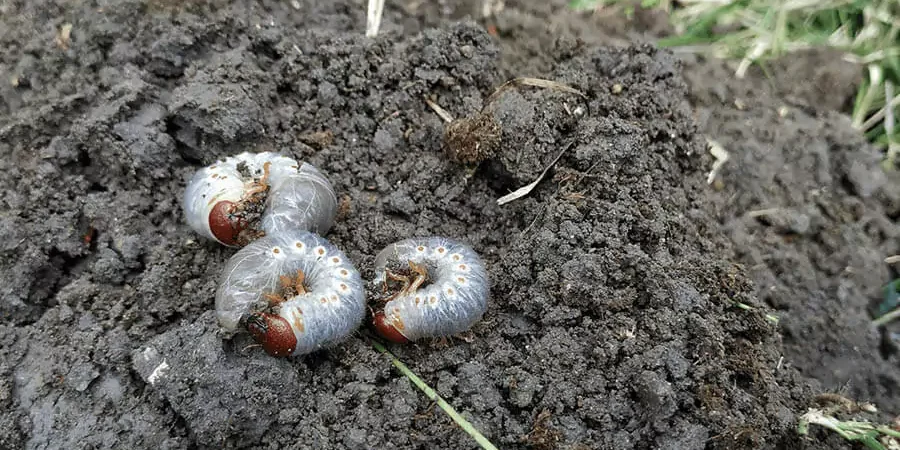 Grub Infestation over the soil