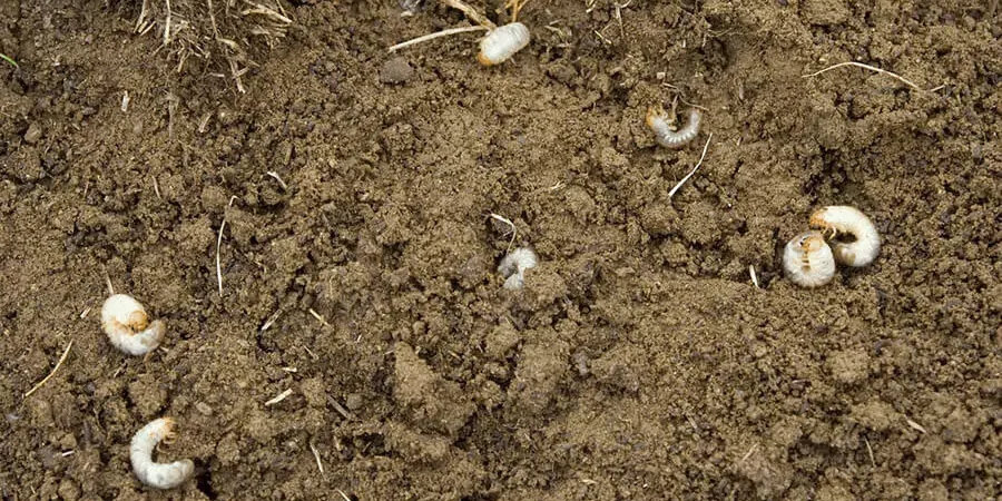 Grub Infestation over the soil