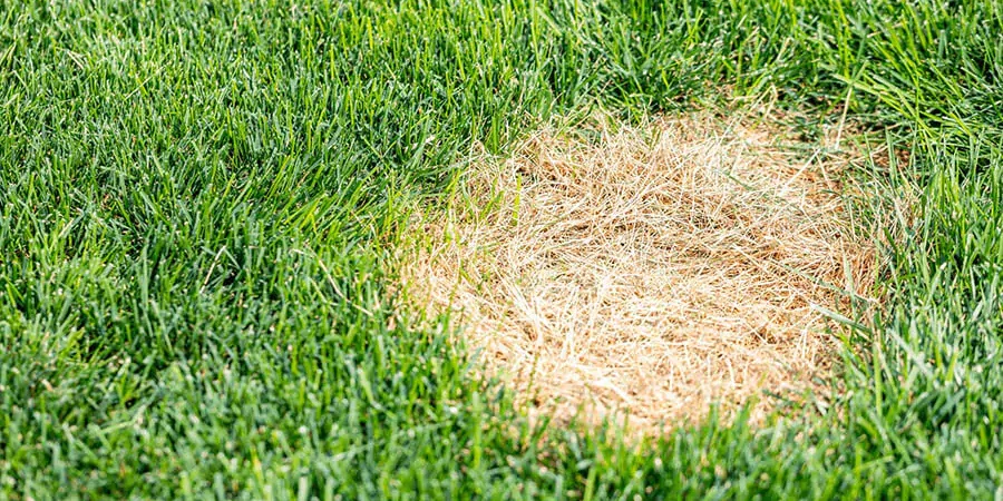 Lawns affected by the disease