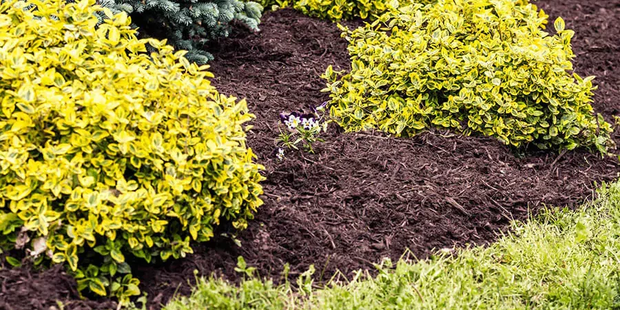 mulch installed in a garden