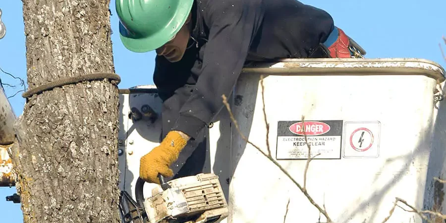 A man working on tree removal
