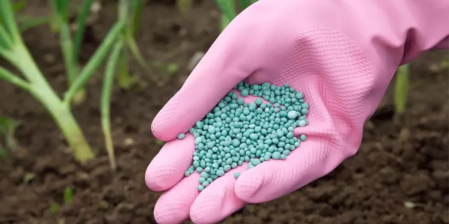 A hand covered with glove is fertilizing on trees