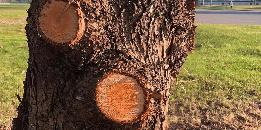 after tree removal