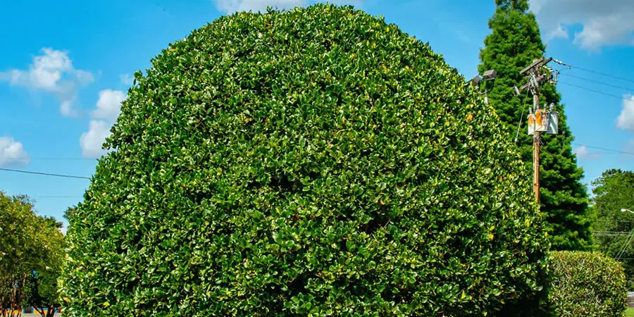 Tree trimming