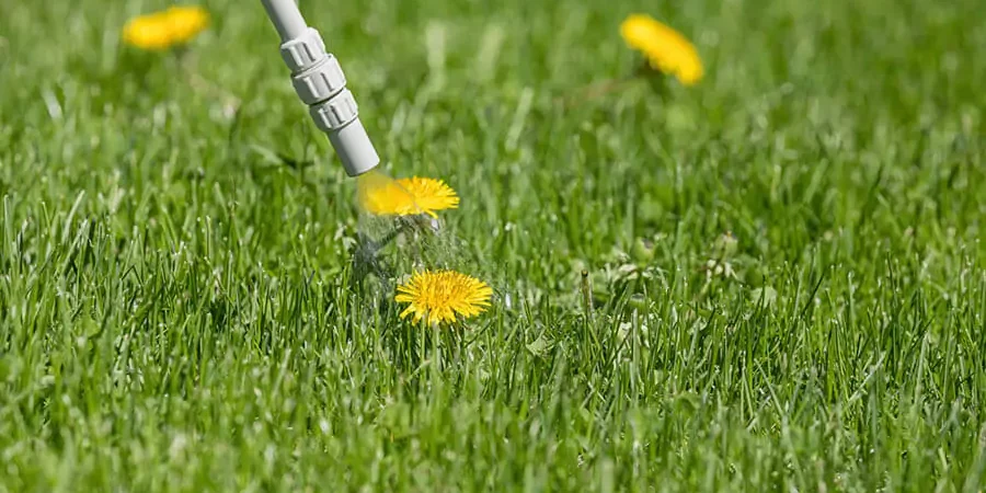 green grass with yellow flowers