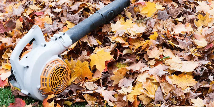 Yard full of leaves